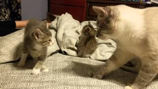 5 week old kitten vs daddy cat [upl. by Filahk]