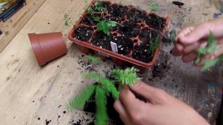 Transplanting Mimosa Tree Seedlings [upl. by Sallyann]