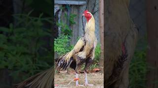 sandaseval videos  sandakoli valarppu  kattu seval shorts rooster aseel [upl. by Rinum]