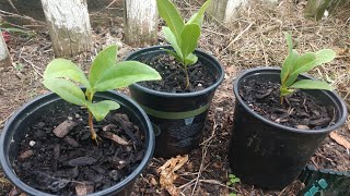 Magnolia trees grown from seed Part 3 Labor Day update [upl. by Shelton]