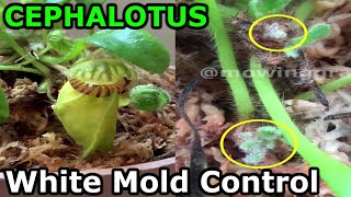 Cephalotus Follicularis White Mold Remediation [upl. by Sialac]