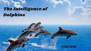 THE INTELLIGENCE OF DOLPHINS [upl. by Yekcin]