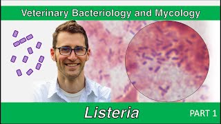 Listeria Part 1  Veterinary Bacteriology and Mycology [upl. by Snow]