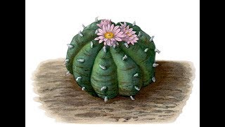 Sowing Lophophora williamsii Seeds  The Peyote Cactus [upl. by Im]