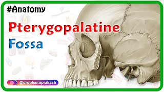 Pterygopalatine fossa  Head and neck Gross anatomy  medical animation [upl. by Jenesia57]