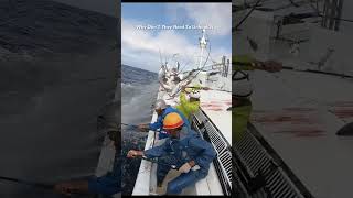 Nonstop Tuna Fishing Without Unhooking This Technique is Incredible processing fishing [upl. by Meehyr]