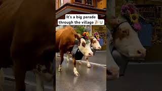 Cow parade in Wengen Switzerland 🇨🇭 wengen jungfrauregion swissalps switzerland cowparade [upl. by Margret24]