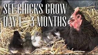 Watch Australorp Chicks Grow Day 1 to 3 Months [upl. by Nichole]