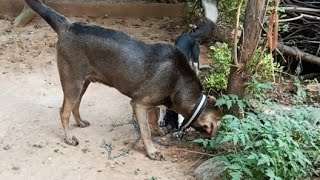 Jerry the Brown Labrador 🐕 [upl. by Benis]