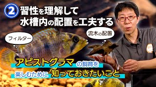 【熱帯魚 飼育】②アピストグラマの習性を理解して水槽内の配置を工夫する。フィルター、照明、流木、レイアウト etc ～アピストグラマの飼育を楽しむために知っておきたいこと～ [upl. by Eelak885]