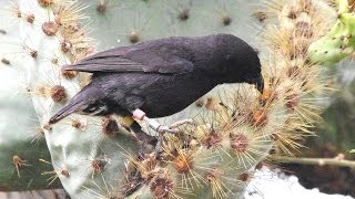 Darwin Finches Galapagos [upl. by Noremac]