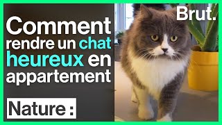 Comment rendre un chat heureux en appartement [upl. by Hpotsirhc418]