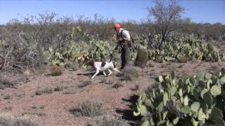 Hunting Gambels Quail [upl. by Ykcir475]