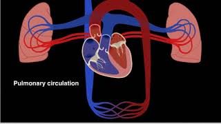 Pulmonary and systemic circulation 2017 HD [upl. by Malim]