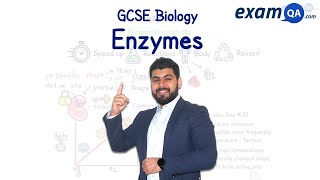 Enzymes  KS3 amp GCSE Biology [upl. by Warde358]