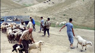 Loading of sheep by shepherds and nomadic men in the car [upl. by Anelec669]