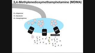 MDMA Ecstasy  Mechanism of Action amp Metabolism [upl. by Wolram327]