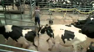 Paddock to yard  Cow movement process [upl. by Chin229]