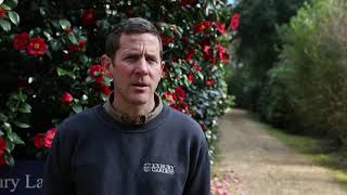 Caring for camellias with Exbury Gardens Head Gardener Tom Clarke [upl. by Weintrob]