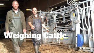 Cattle Weighing amp Drone Footage In Dorset [upl. by Rimidalg863]