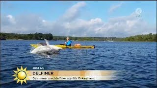 Simmar och paddlar med delfiner  i Östersjön  Nyhetsmorgon TV4 [upl. by Gilbertson]