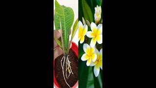 Grow Frangipani Flower From Frangipani Leaves With Use Aloe vera  Frangipani Plumeria Propagation [upl. by Okihcas]