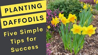 Planting Daffodils 5 Simple Easy Tips for Success [upl. by Brine455]