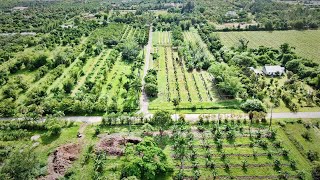 Check Out This 15Acre Organic Tropical Fruit Operation [upl. by Oznarol]