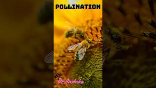 Self vs Cross Pollination PollinationPollination SelfPollination CrossPollination [upl. by Ezara901]