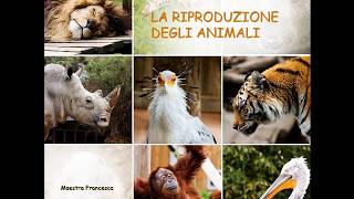 La riproduzione degli animali [upl. by Kassaraba]