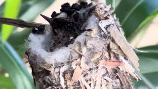 Broadbilled Hummingbird [upl. by Nnayd]