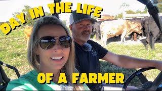 Feeding amp Caring for Our Cattle  A Day on the Homestead  Midwest Homesteading [upl. by Hpesoj113]