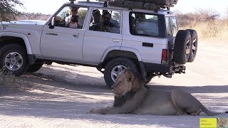 Kalahari Lion Roadblock [upl. by Desberg]