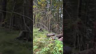 Norwegian Woods at Nordbytjernet in Jessheim wanderlusttravel wanderlust norway [upl. by Ulyram]