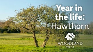 A year in the life of a hawthorn tree [upl. by Onid]