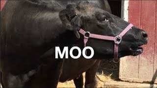 COW SOUNDS FOR KIDS COWS GO MOO [upl. by Kurman275]