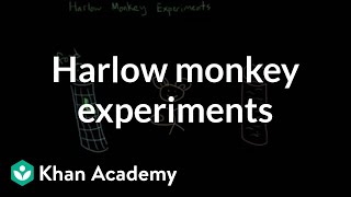 Harlow monkey experiments  Individuals and Society  MCAT  Khan Academy [upl. by Seyer]