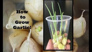 How to Grow Garlic [upl. by Ahsinned]