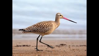 God’s Amazing BarTailed Godwit Bruce Malone Origins Creation Evidence [upl. by Ardnalahs]