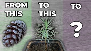 Growing A Pine Tree In A Pot  Part 1 [upl. by Collis136]