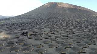 Bodega La Geria Winery in Lanzarote Canary Islands Drone footage of volcanic winery [upl. by Aifas]