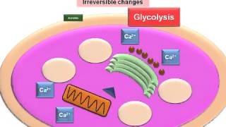 Cell Injury Irreversible Changes [upl. by Nnod]