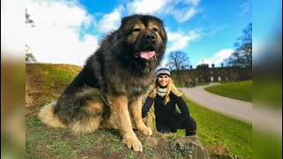 WOLF KILLER  THE LARGEST CAUCASIAN SHEPHERD OVCHARKA DOG IN THE UK [upl. by Berget462]