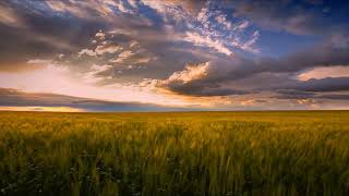 Relaxing wind on the wheat field🌾🌾🌾 [upl. by Ljoka]