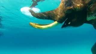 Swimming With Elephant Andaman Islands [upl. by Hoebart]