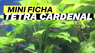 Mini Ficha Tetra Cardenal acuariofilia tetra tetracardenal [upl. by Aleris]