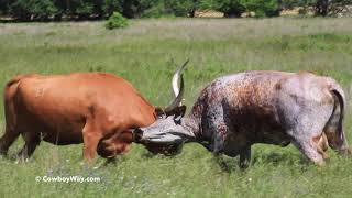 Longhorn Cow Fight [upl. by Saum919]