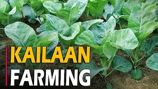 How to grow Kailaan  Kailan Farming  Cultivation [upl. by Nadnarb]