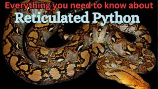 Reticulated Python Everything you need to know about and care guide [upl. by Sunshine]