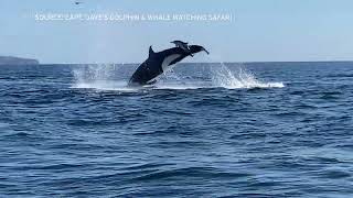 Hornblower Cruises Whale Watching  San Diego CA [upl. by Siul129]